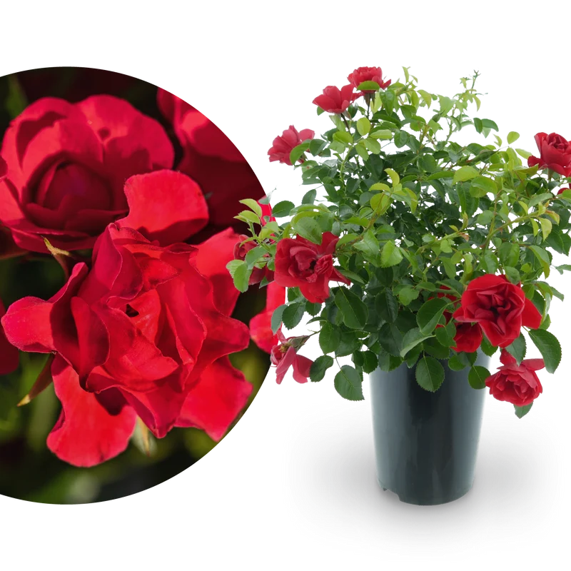 Bodendeckerrose 'Sorrento'® Leuchtend Rot