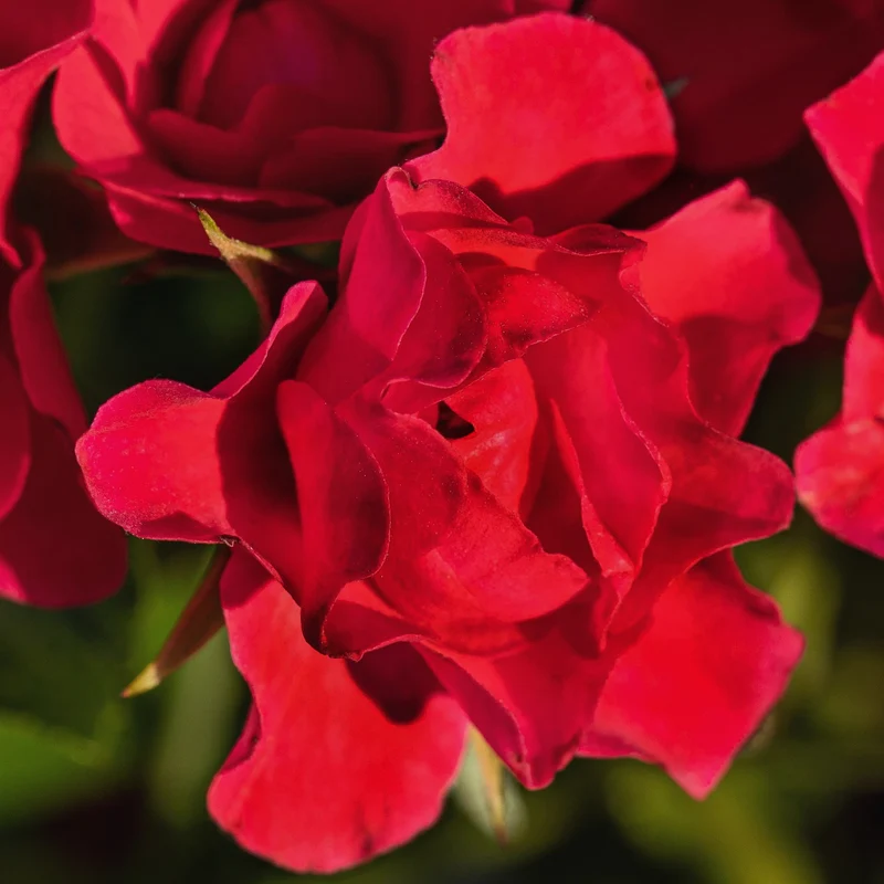Bodendeckerrose 'Sorrento'® Leuchtend Rot