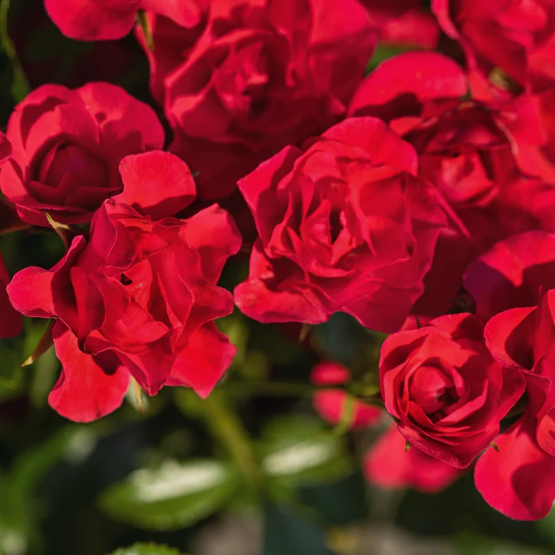 Bodendeckerrose 'Sorrento'® Leuchtend Rot