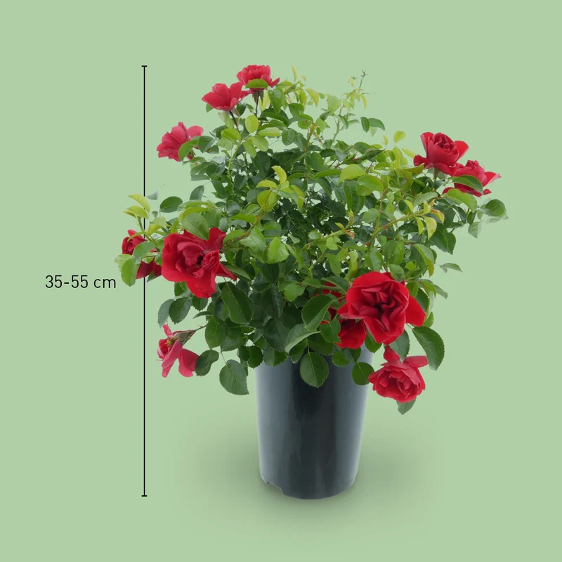 Bodendeckerrose 'Sorrento'® Leuchtend Rot