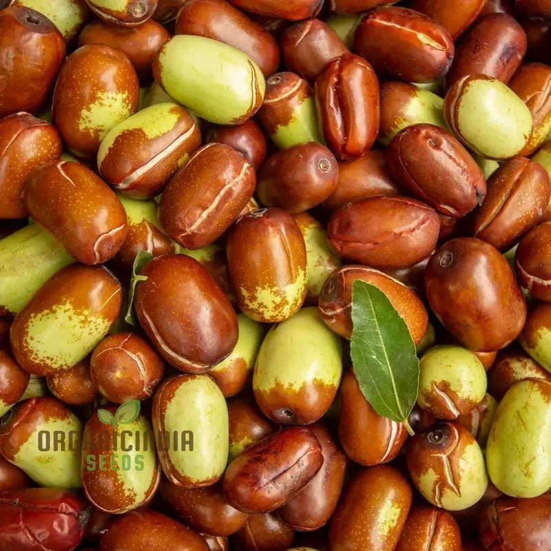 Simmondsia Chinensis (Jojoba) Herb Seeds for planting