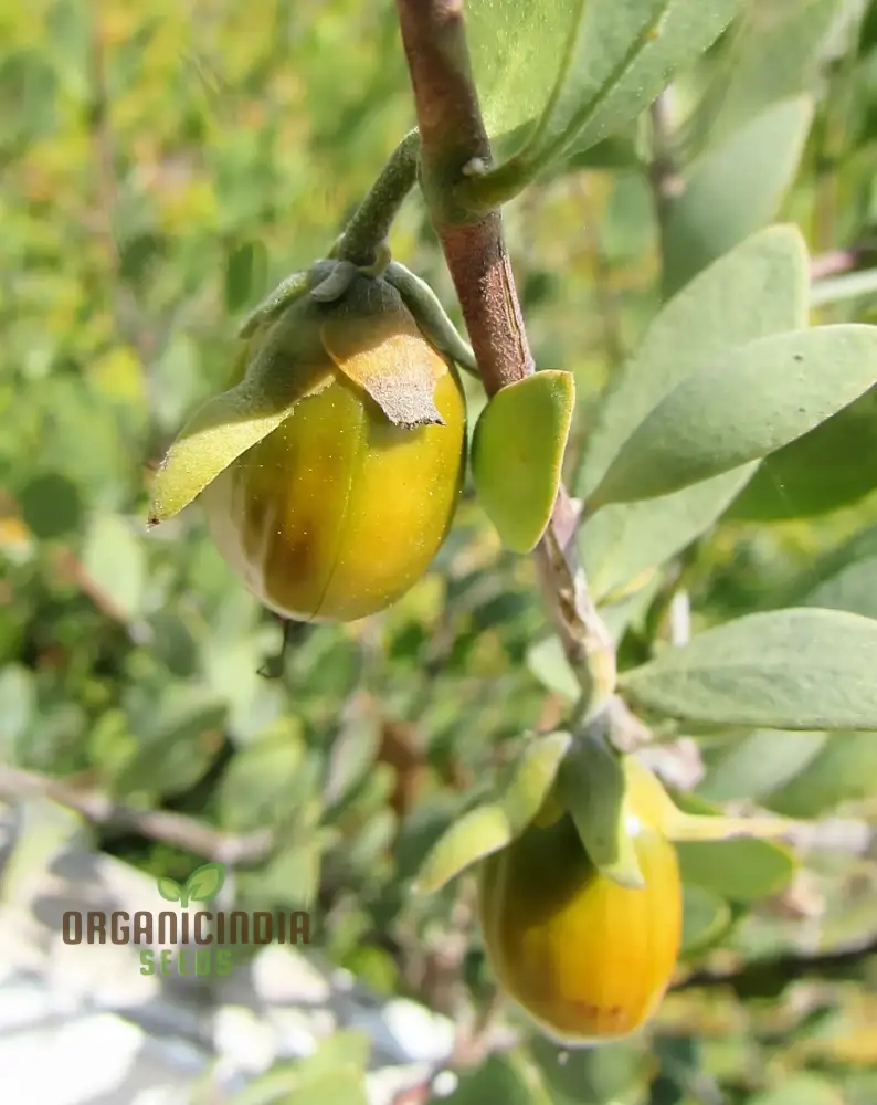 Simmondsia Chinensis (Jojoba) Herb Seeds for planting