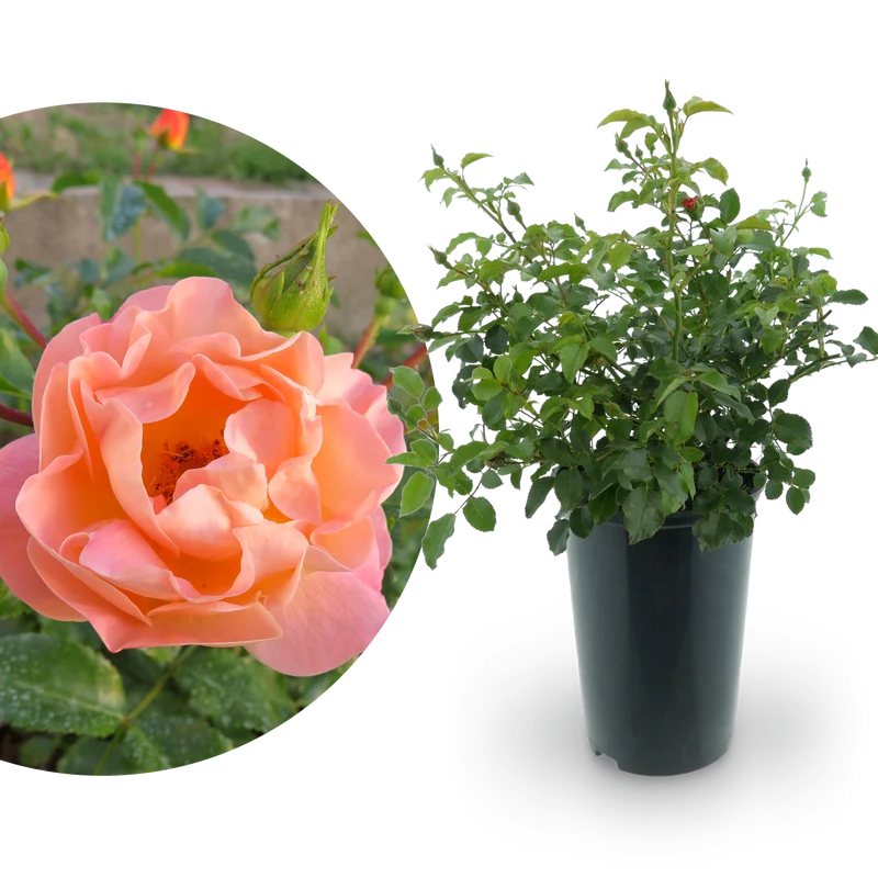 Bodendeckerrose 'Sedana'® Apricot