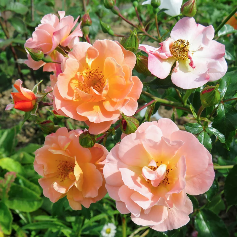 Bodendeckerrose 'Sedana'® Apricot