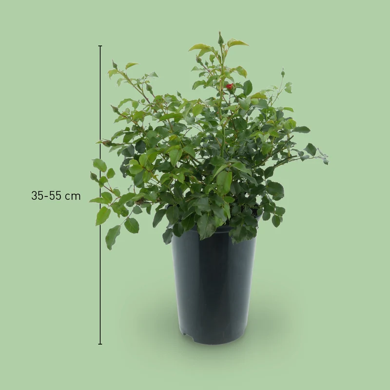 Bodendeckerrose 'Sedana'® Apricot