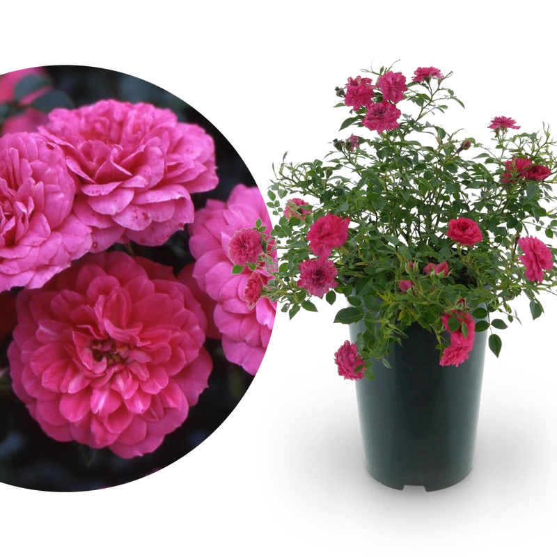 Bodendeckerrose 'Knirps'® Kräftig Rosa