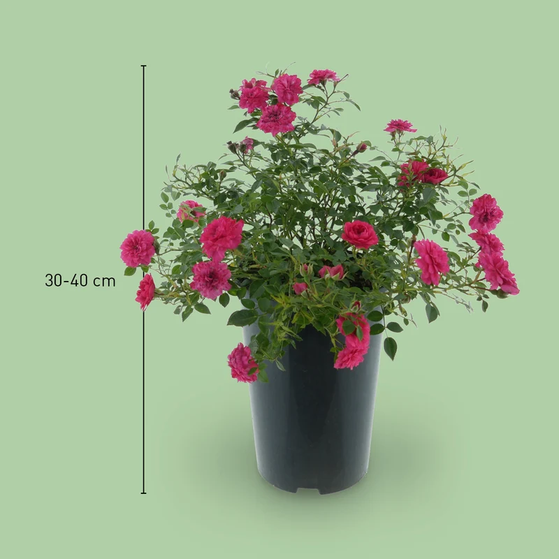 Bodendeckerrose 'Knirps'® Kräftig Rosa