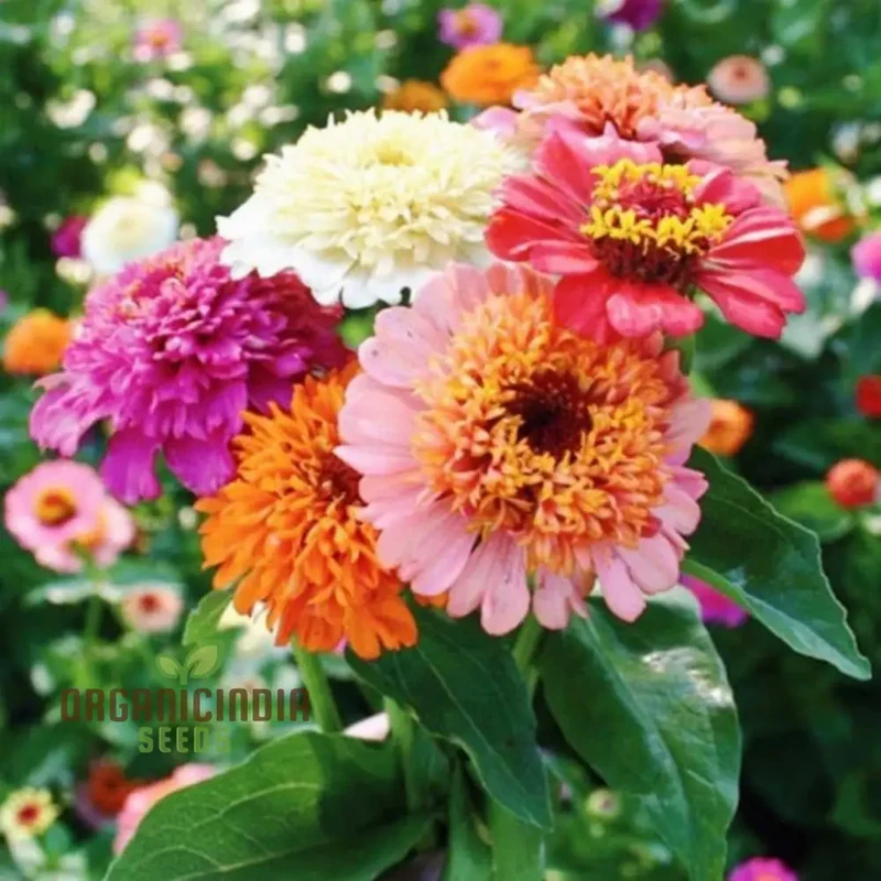 Zinnia Elegans Scabiosa Mix Seeds – Pin Cushion Style Blooms