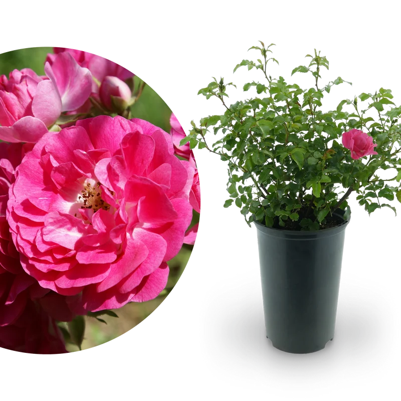 Bodendeckerrose 'Heidetraum'® Karminrosarot