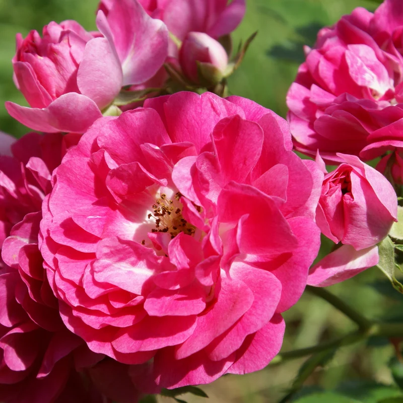 Bodendeckerrose 'Heidetraum'® Karminrosarot