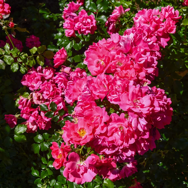 Bodendeckerrose 'Heidetraum'® Karminrosarot