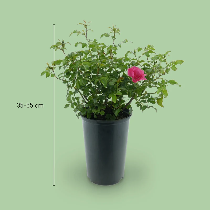 Bodendeckerrose 'Heidetraum'® Karminrosarot