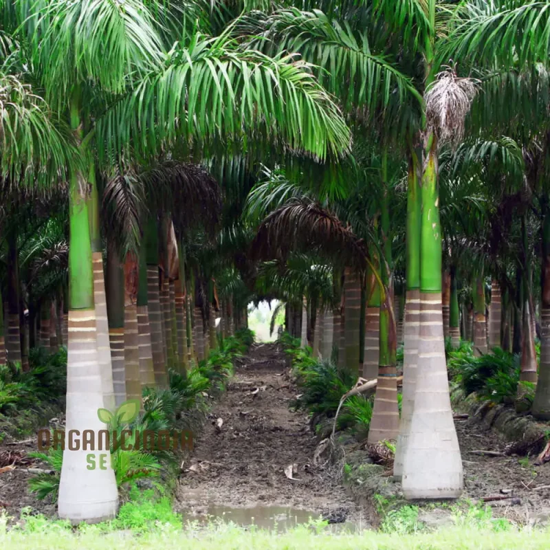 Perennial Cuban Royal Palm Tree Seeds