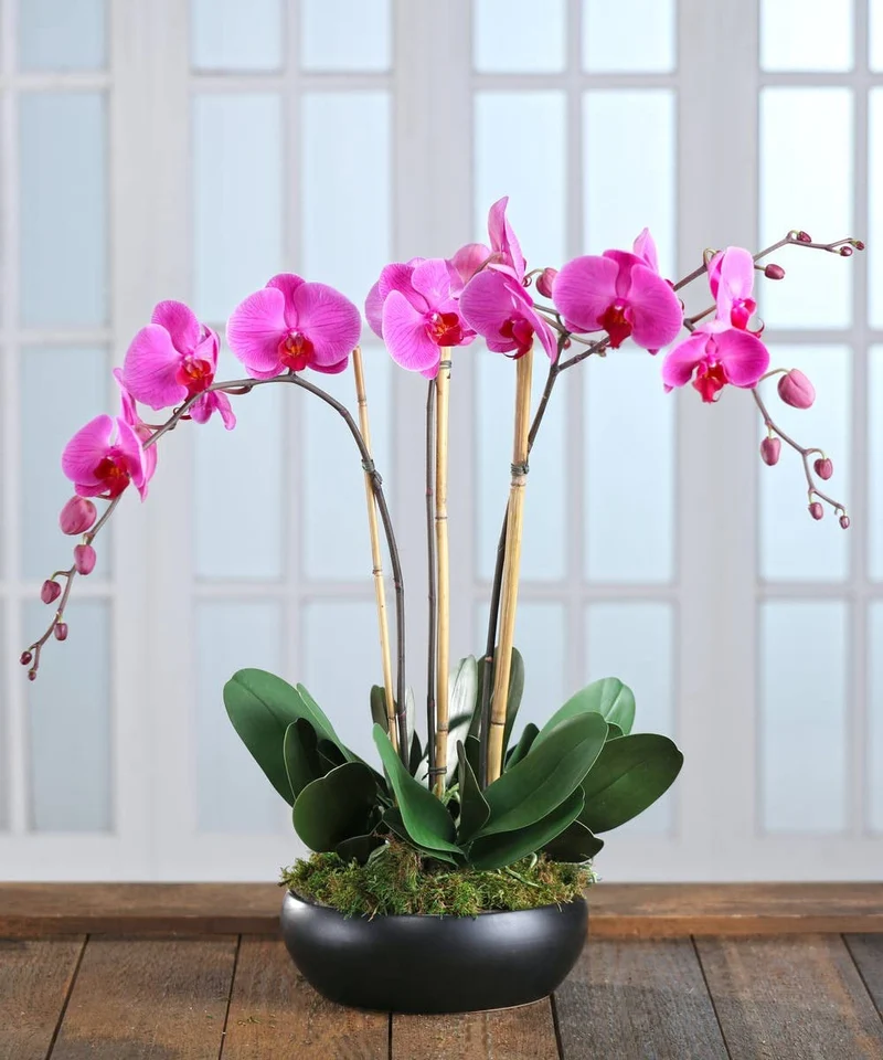 Rare Phalaenopsis Orchid Flower Seeds - 100 pcs