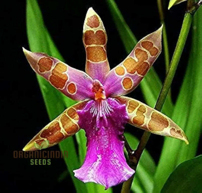 Rare Phalaenopsis Orchid Flower Seeds - 100 pcs