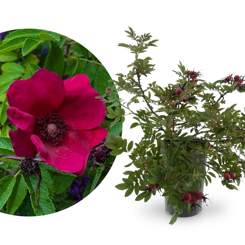 Kleinstrauchrose Strandperle® 'Norderney' Purpur