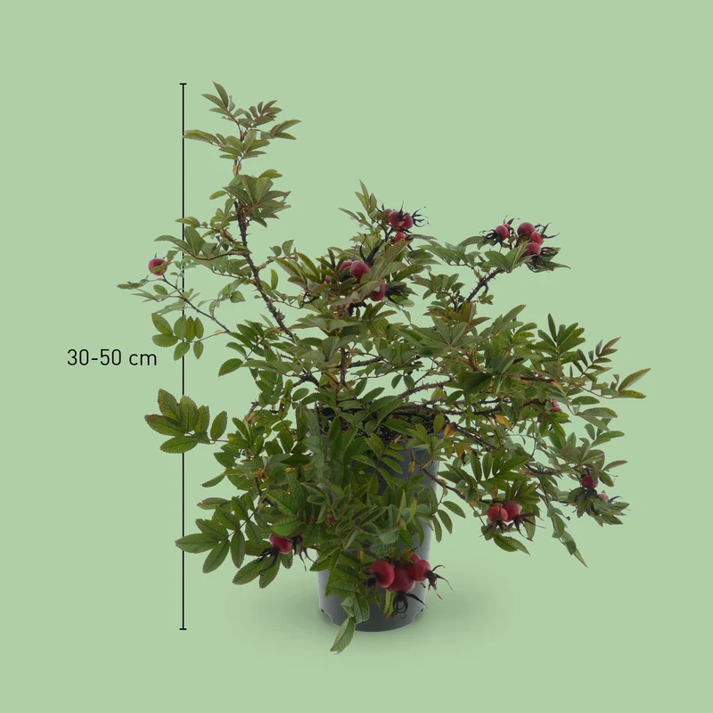 Kleinstrauchrose Strandperle® 'Norderney' Purpur