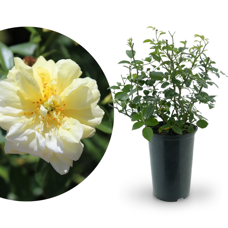 Bodendeckerrose 'Loredo'® Gelb