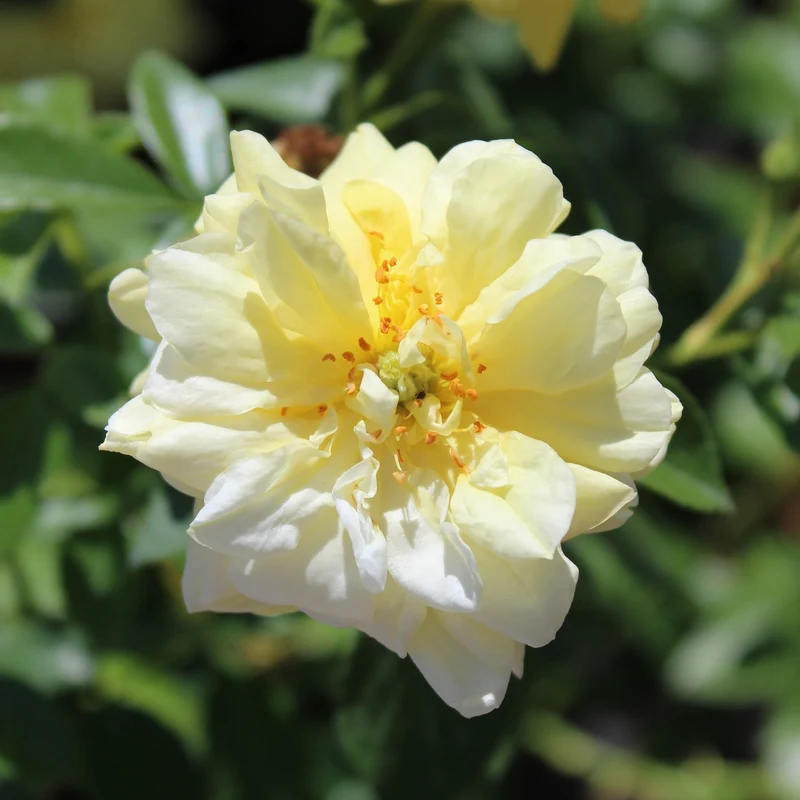 Bodendeckerrose 'Loredo'® Gelb