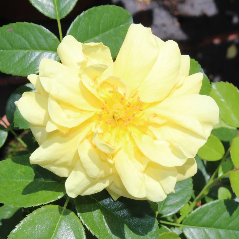 Bodendeckerrose 'Loredo'® Gelb