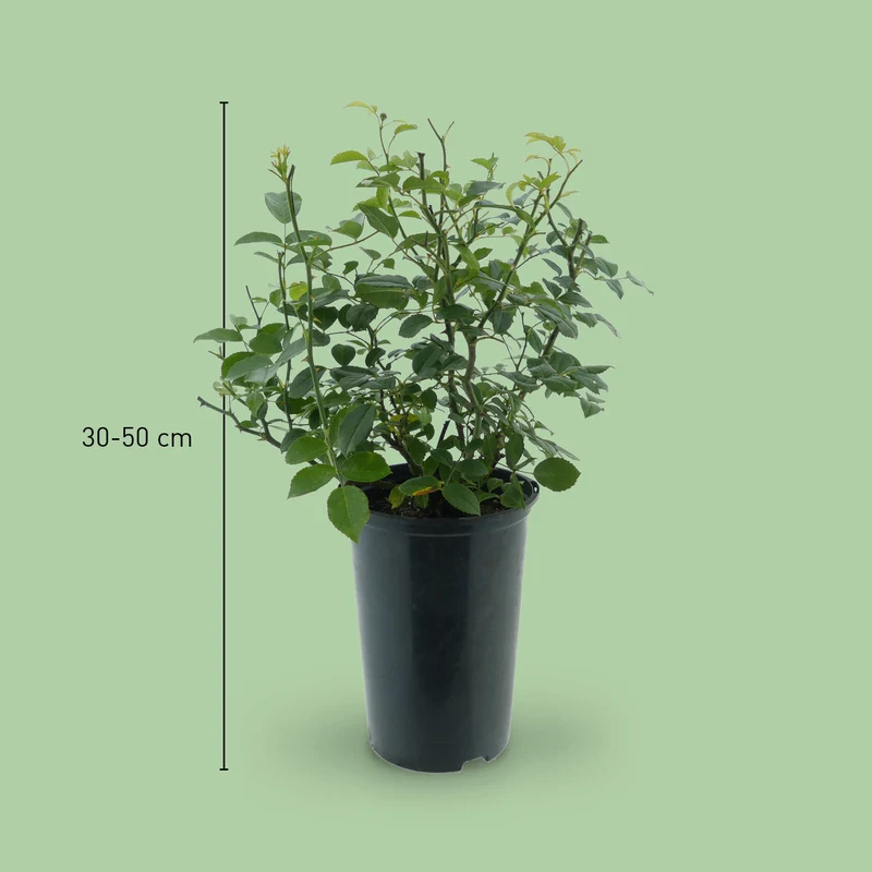 Bodendeckerrose 'Loredo'® Gelb