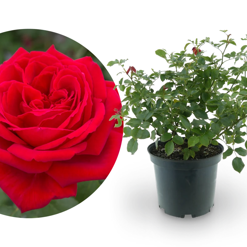 Edelrose 'Duftfestival'® Rot