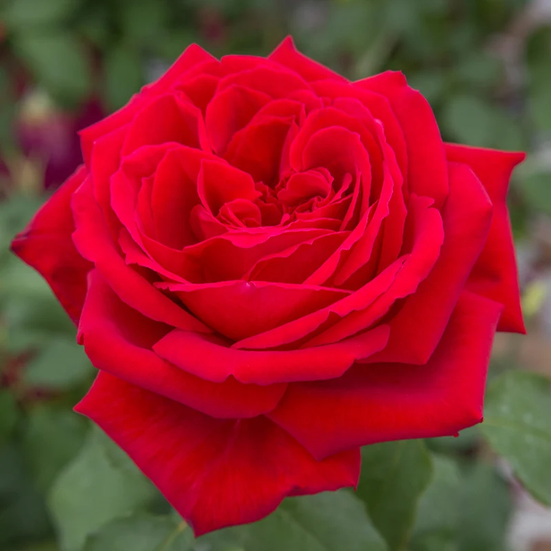 Edelrose 'Duftfestival'® Rot