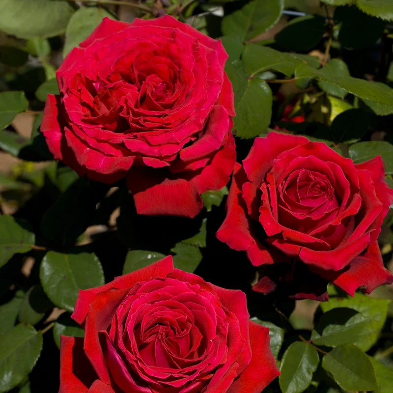 Edelrose 'Duftfestival'® Rot