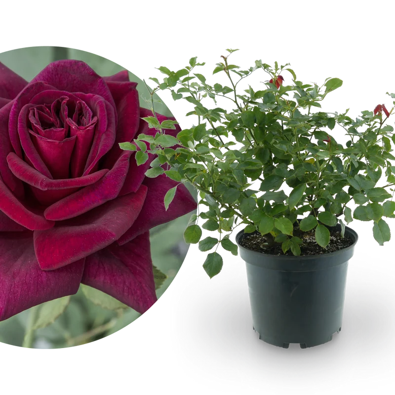 Edelrose 'Black Parfumella'® Dunkel-Purpurrot