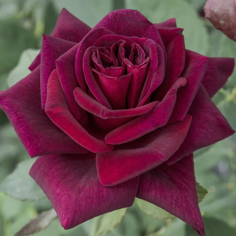 Edelrose 'Black Parfumella'® Dunkel-Purpurrot
