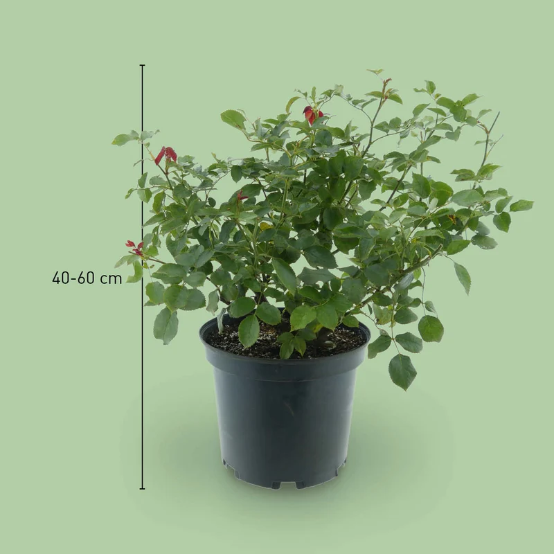 Edelrose 'Black Parfumella'® Dunkel-Purpurrot
