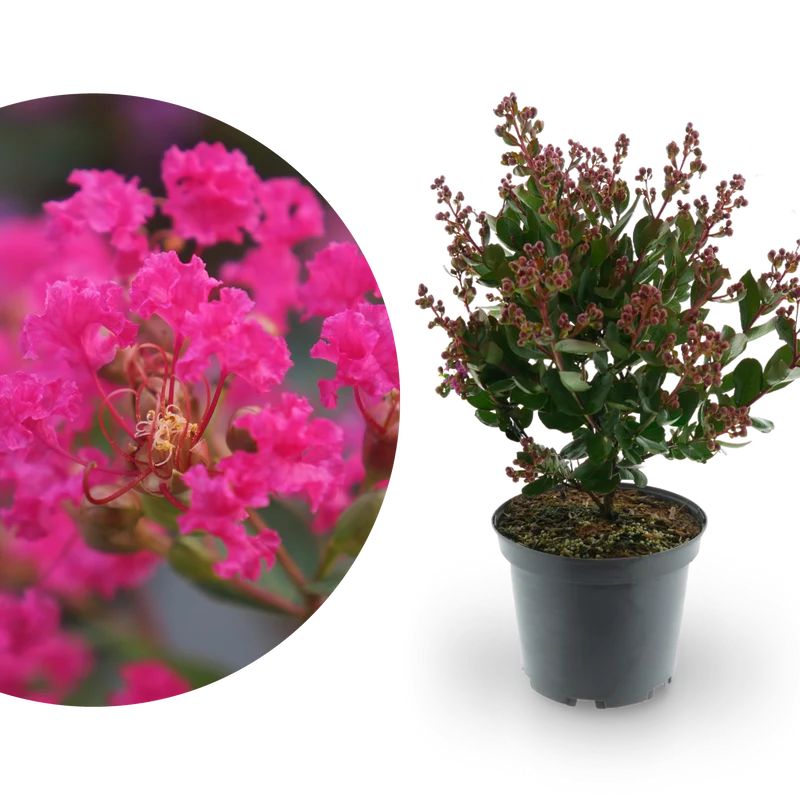Lagerströmie 'With Love® Kiss' Dunkelrosa