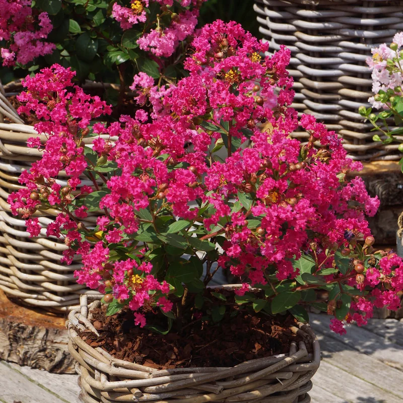 Lagerströmie 'With Love® Kiss' Dunkelrosa