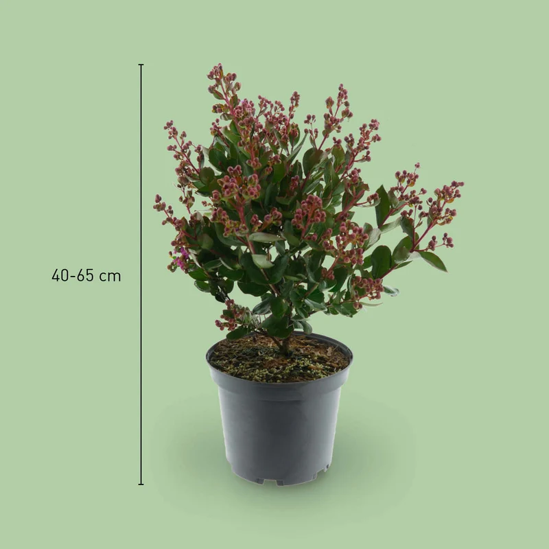 Lagerströmie 'With Love® Kiss' Dunkelrosa
