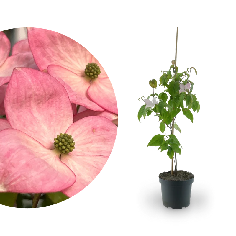 Japanischer Blumen-Hartriegel 'Satomi' Rosa