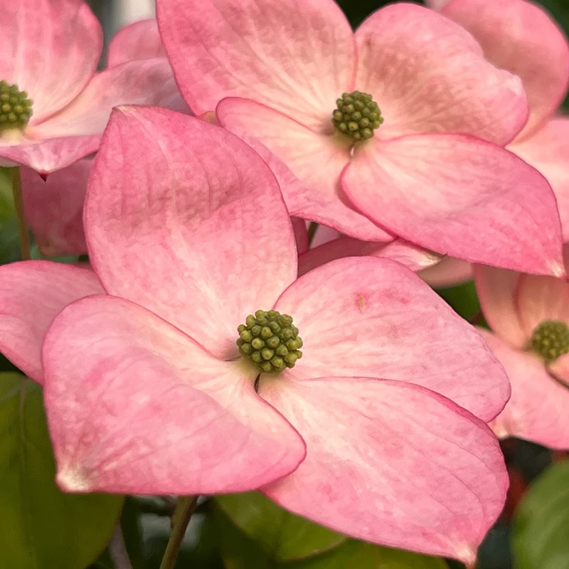 Japanischer Blumen-Hartriegel 'Satomi' Rosa