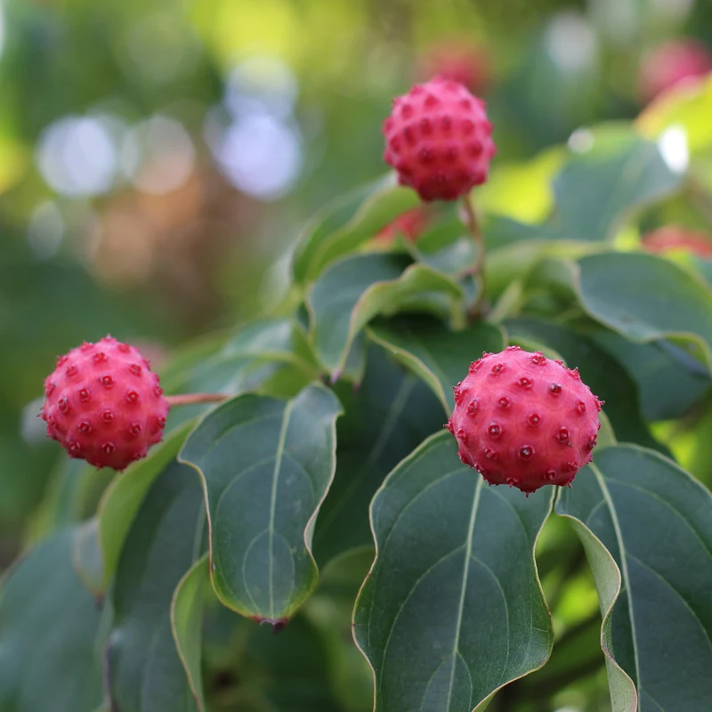 Japanischer Blumen-Hartriegel 'Satomi' Rosa