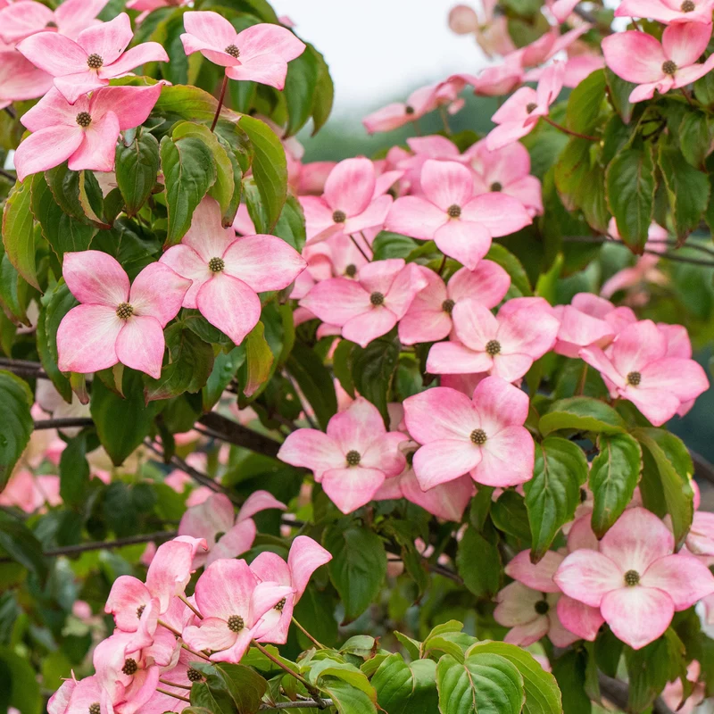 Japanischer Blumen-Hartriegel 'Satomi' Rosa