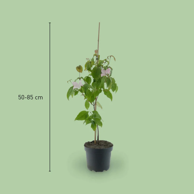Japanischer Blumen-Hartriegel 'Satomi' Rosa