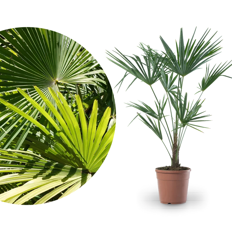Chinesische Hanfpalme