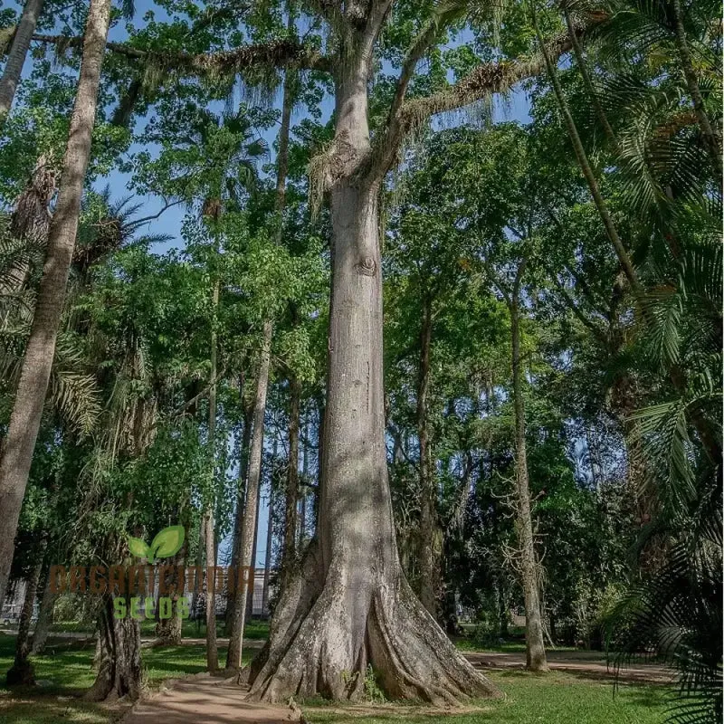 Ceiba Pentandra Seeds – Kapok Tree (100 pcs)