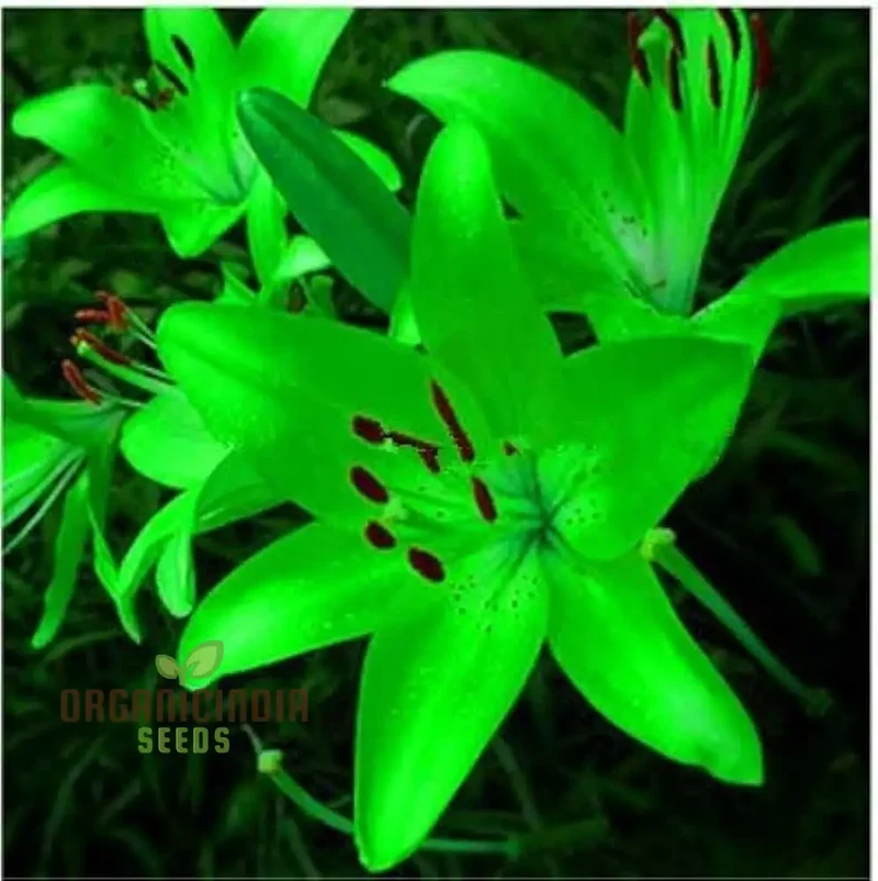 Fiore Lilium Seeds, Vague Perfume, Bonsai (100 pcs)