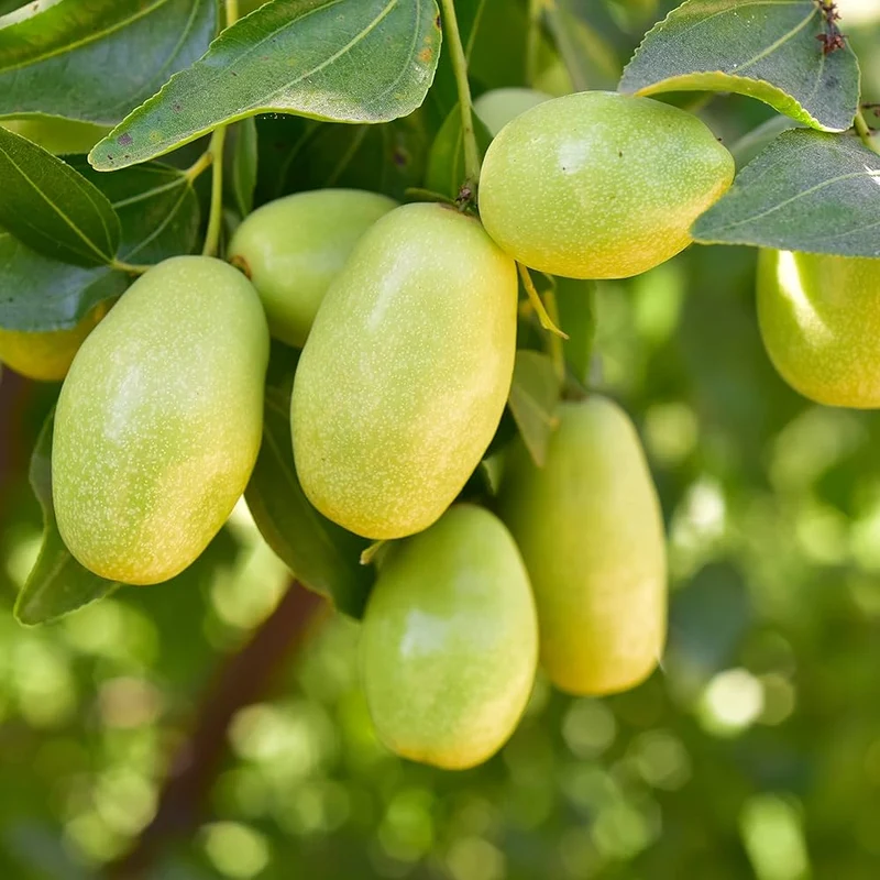 Simmondsia Chinensis Seeds - Fruit Planting