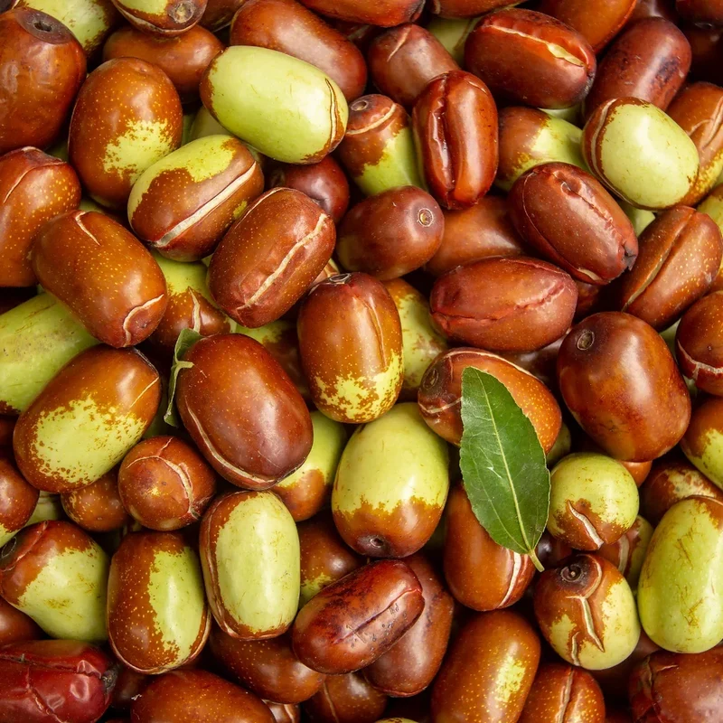 Simmondsia Chinensis Seeds - Fruit Planting