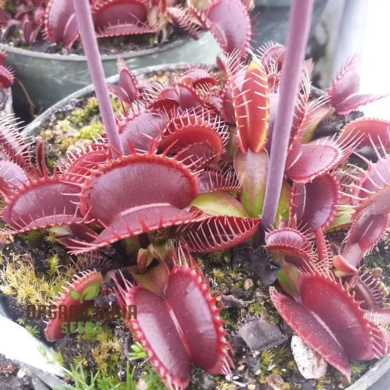 Jpigxy Giant Venus Flytrap Seeds - Muscipula Variety (100 pcs)