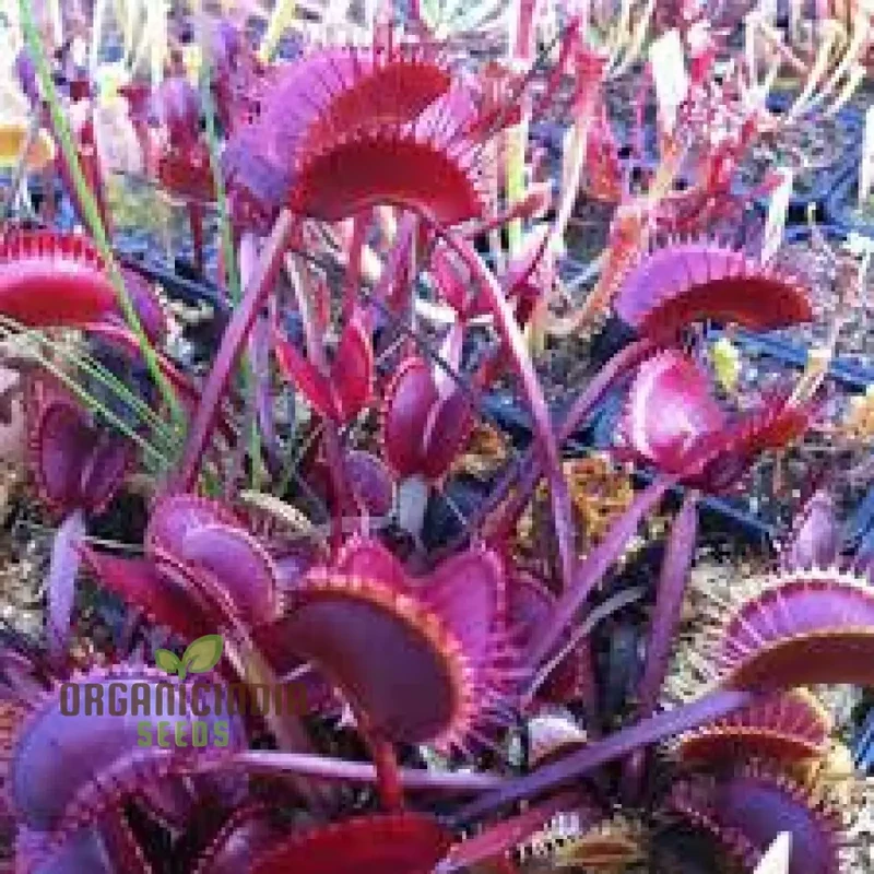 Jpigxy Giant Venus Flytrap Seeds - Muscipula Variety (100 pcs)