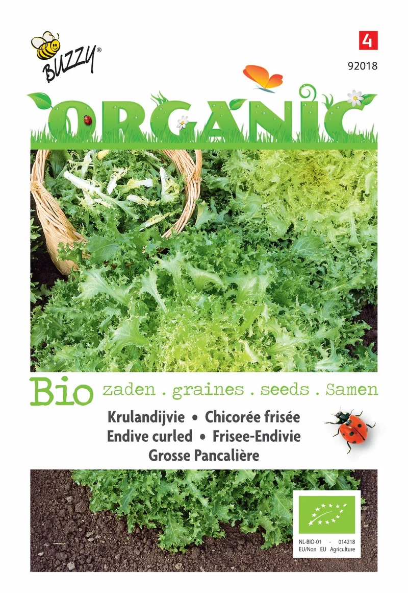 Endivie Grosse Pancalière (BIO)