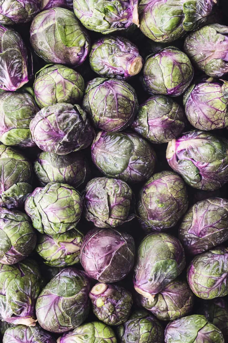 Heirloom Purple Red Brussels Sprout Seeds, Planting