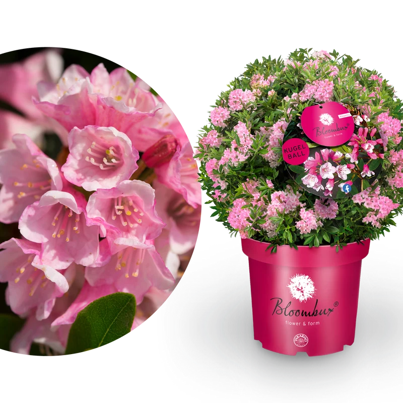 Rhododendron 'Bloombux'® Magenta XXL-Kugel