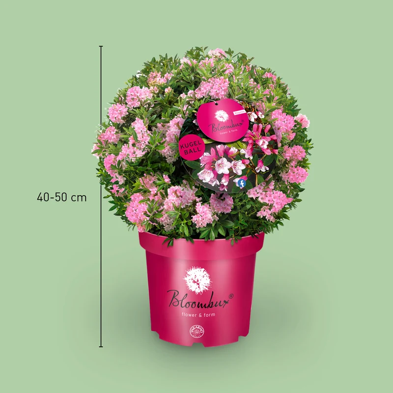 Rhododendron 'Bloombux'® Magenta XXL-Kugel